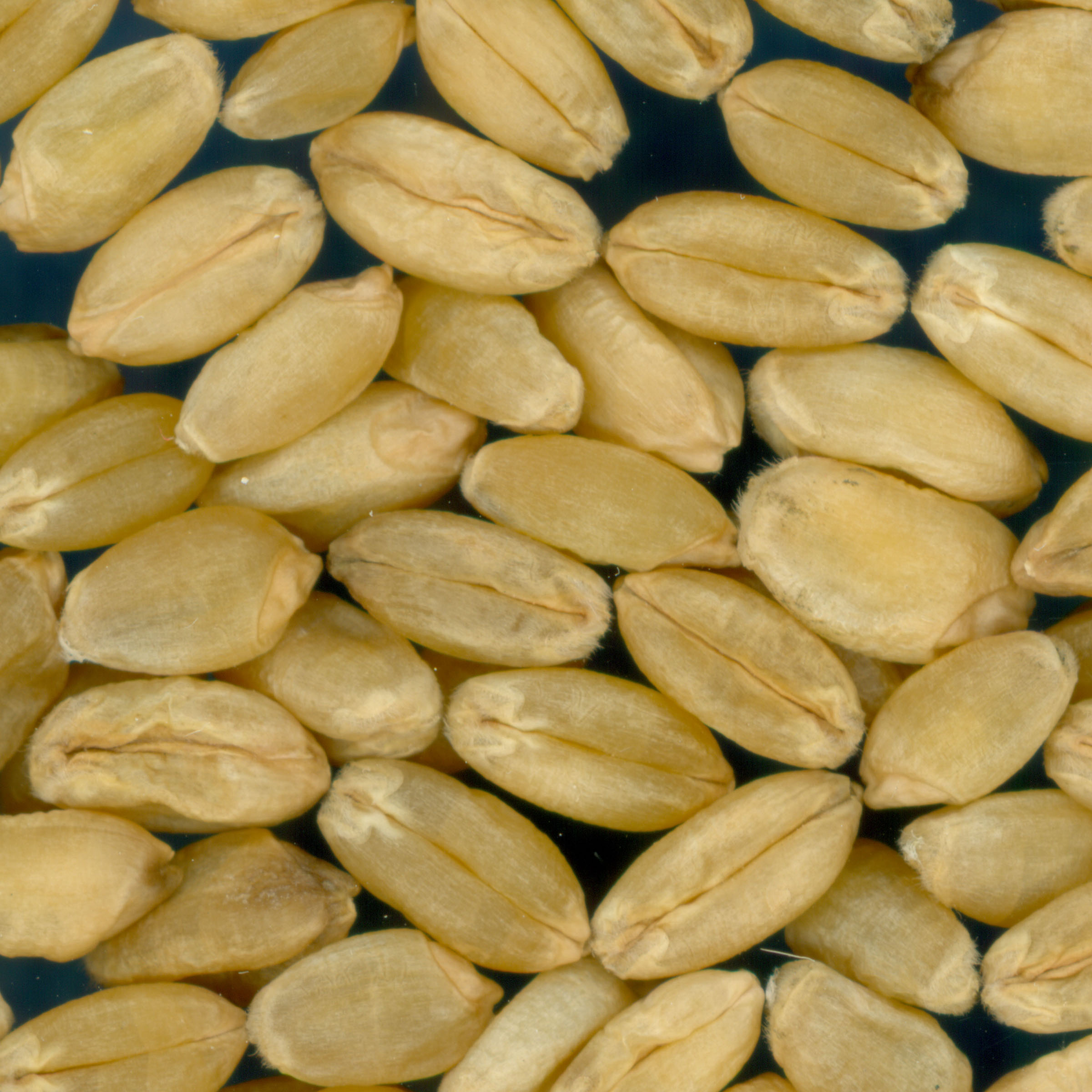 Click for 3 image(s) for this accession. KERNELS